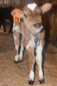 Sawyer calf