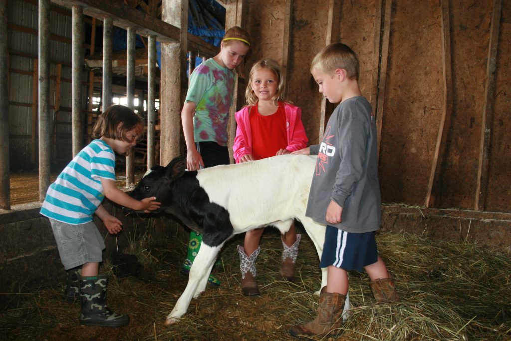 Kids can learn about calf and cow care among many other important farm lessons at the Hart-to-Hart Farm in Albion.