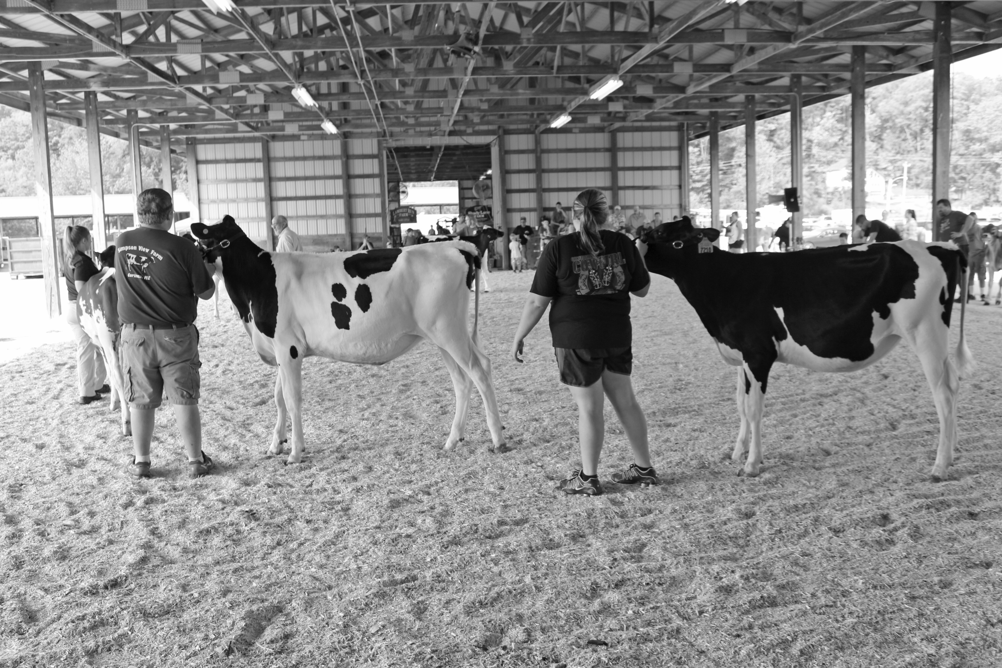 R.J. and Sam showing Holsteins at Skowhegan.