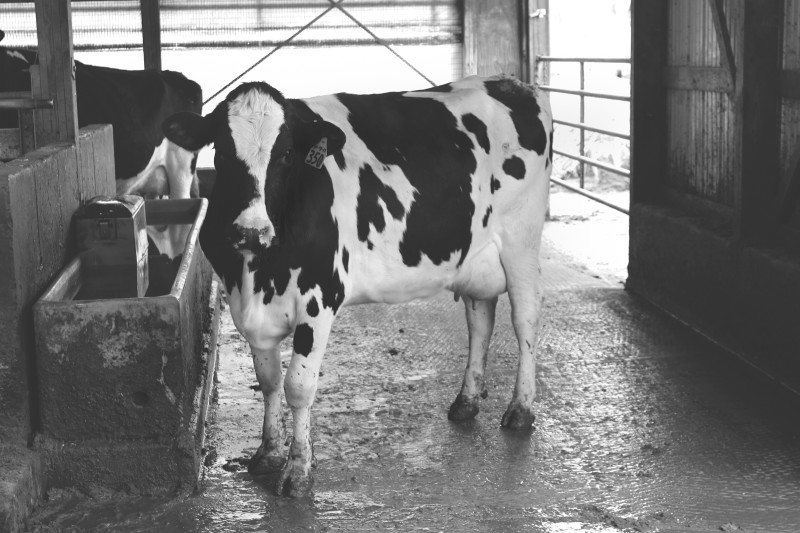 cow black and white