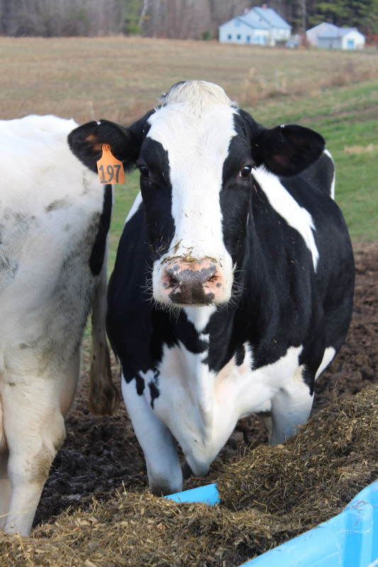 cow in pasture 2