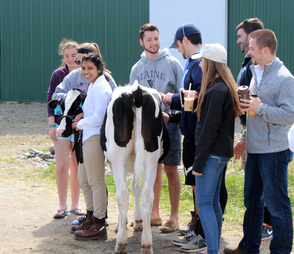 UMaine students ensure Orono Royal tradition continues Drink Maine Milk