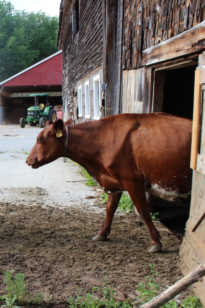 Leaving the barn after milking and heading for the pasture.