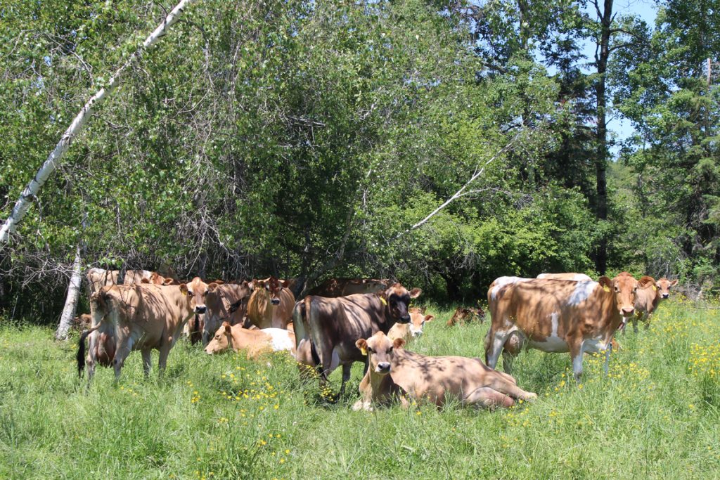 cows in the shade