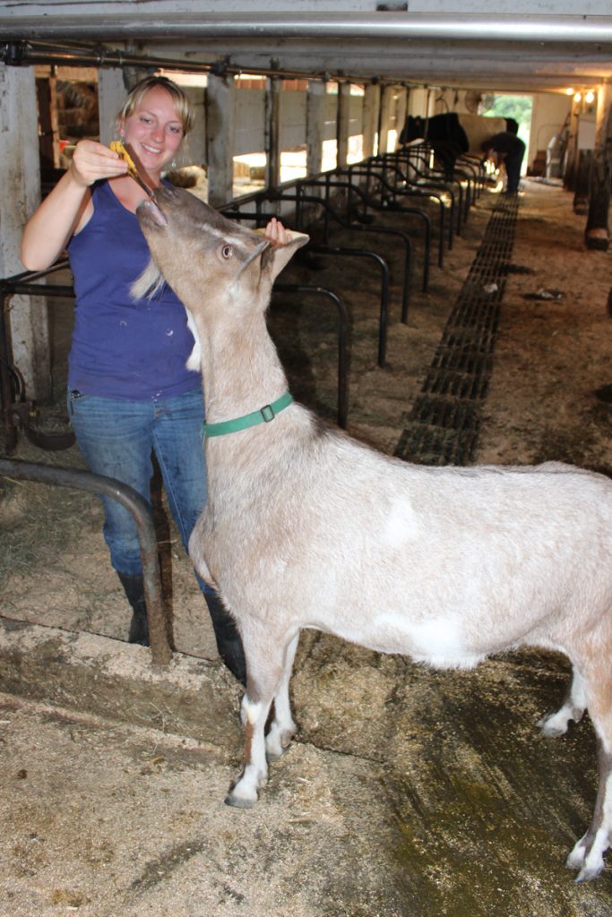 Ever seen a goat eat a banana, peels and all? The goat belongs to the Bates' daughter Allison.