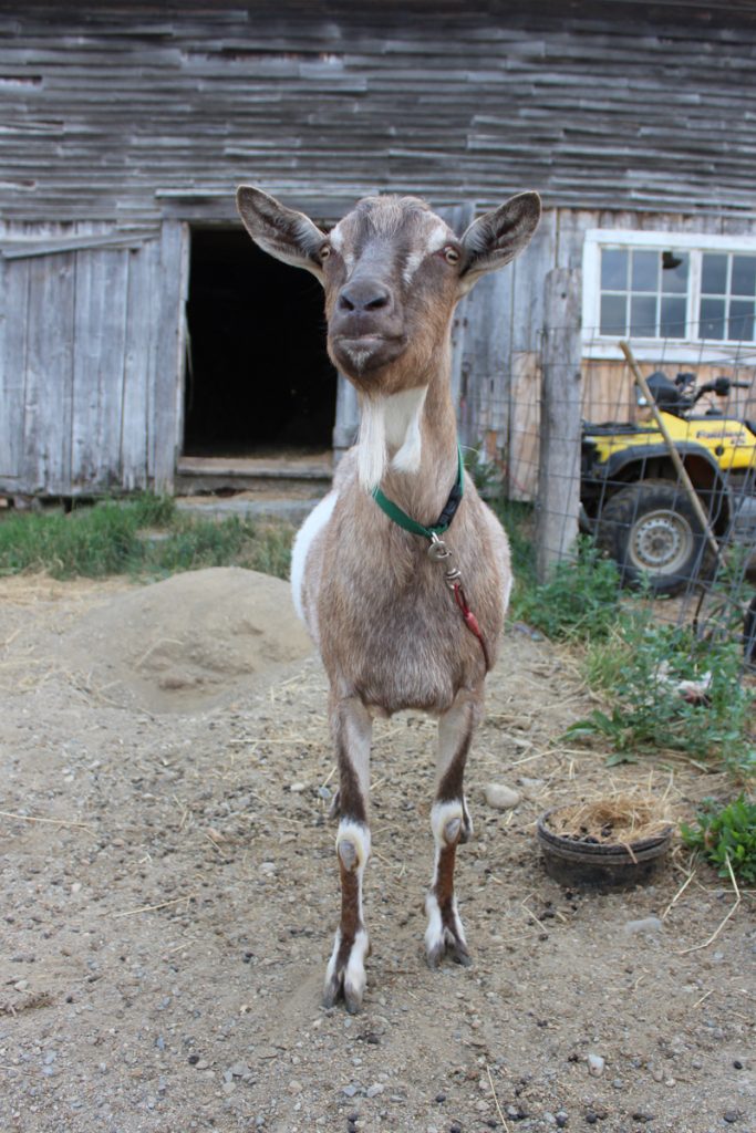Ever seen a guard goat at a dairy farm? Not really, Freddie is super friendly and welcoming.