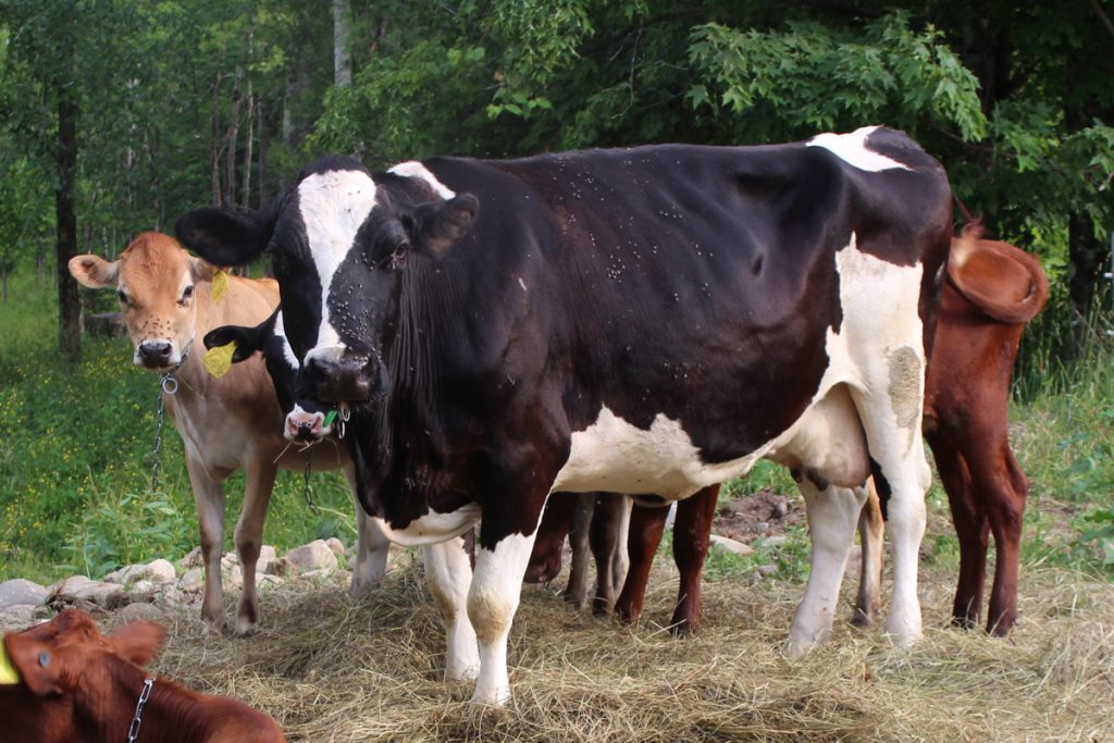 Lucy also gives the heifers something large to hide behind.