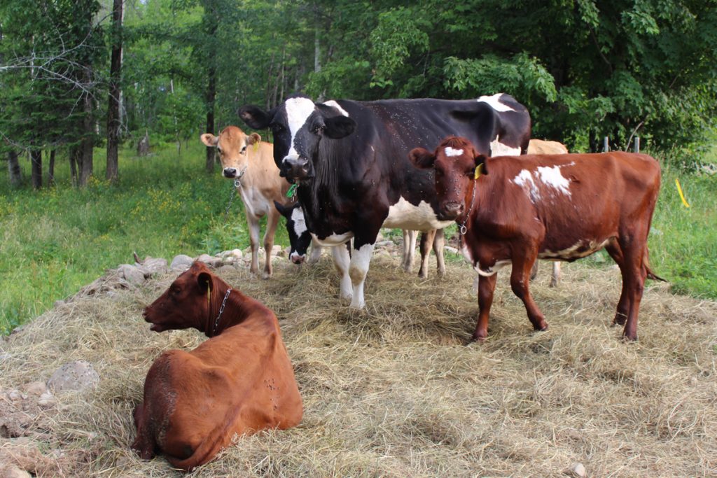Lucy's new job is den mother to the young heifers turned out on pasture.