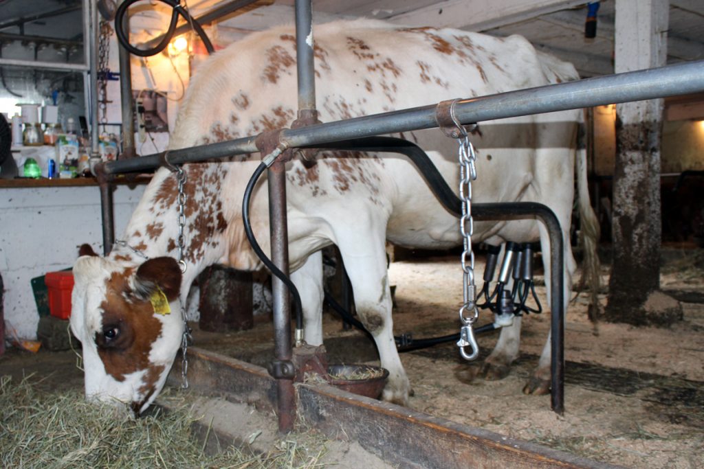 Milking time at Springside.
