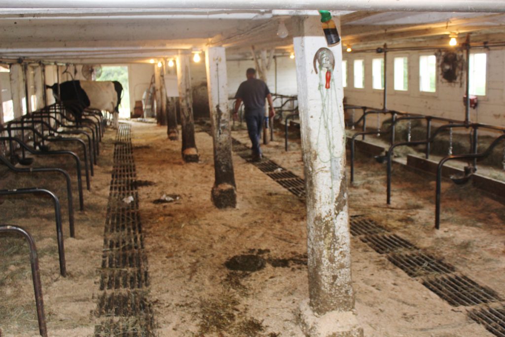 The barn empties out after evening milking recently at Springside Farms in New Vineyard.