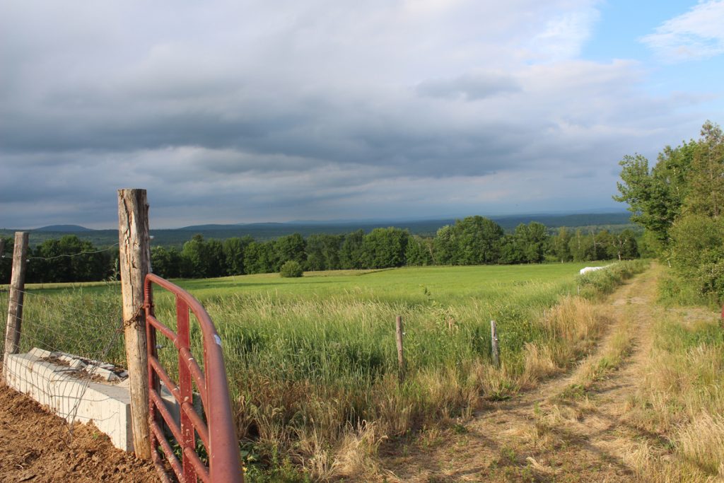 Dairy cows have some of the nicest views.