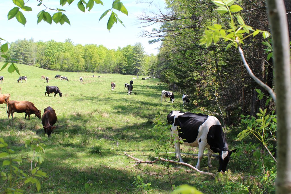 Pastures are well-shaded at Harris Farm in Dayton.