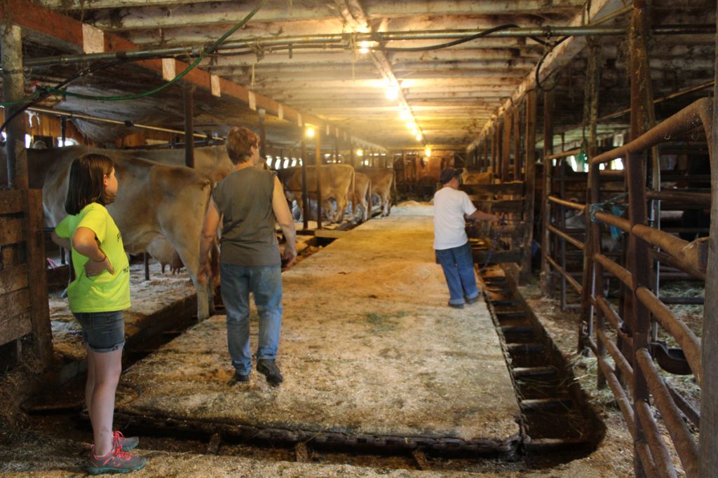 A barn full of Brown Swiss cows at milking time on More Acres Farm.