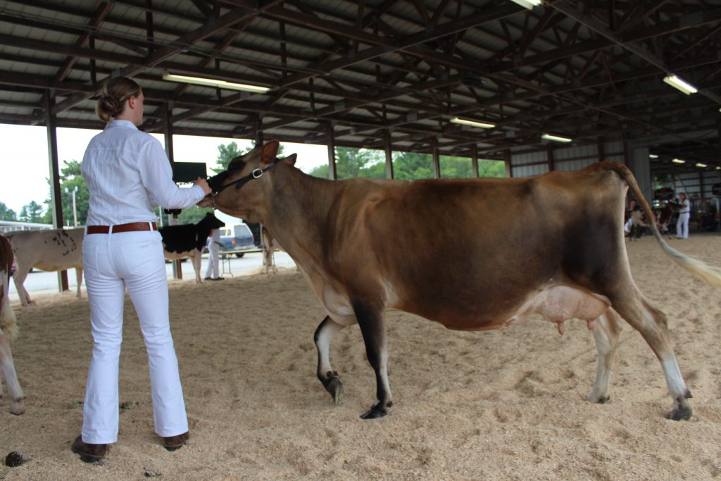 JERSEY - the second most popular breed in the U.S. and the smallest dairy breed.