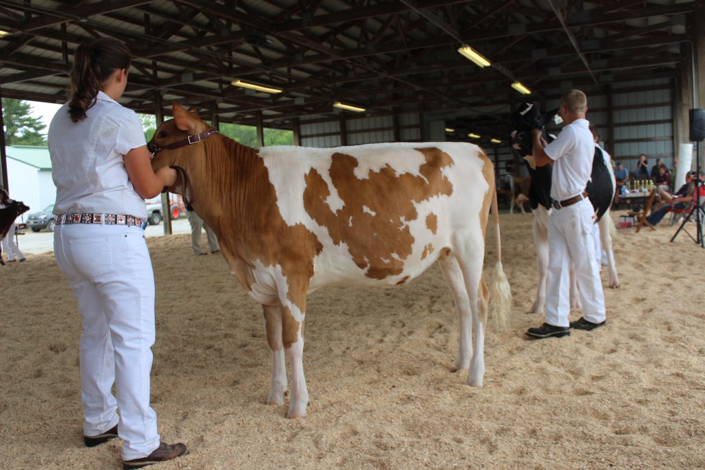 GUERNSEY - originating on the Isle of Guersey in the English Channel. The Guernsey cow is known for producing high-butterfat, high-protein milk with a high concentration of beta carotene, which gives their milk a distinct golden color. A medium-sized cow, Guernseys are valued for their efficiency as they are able to produce more milk on less feed than many breeds, and they are suitable for grass-based operations. Guernseys first came to the states in 1840.