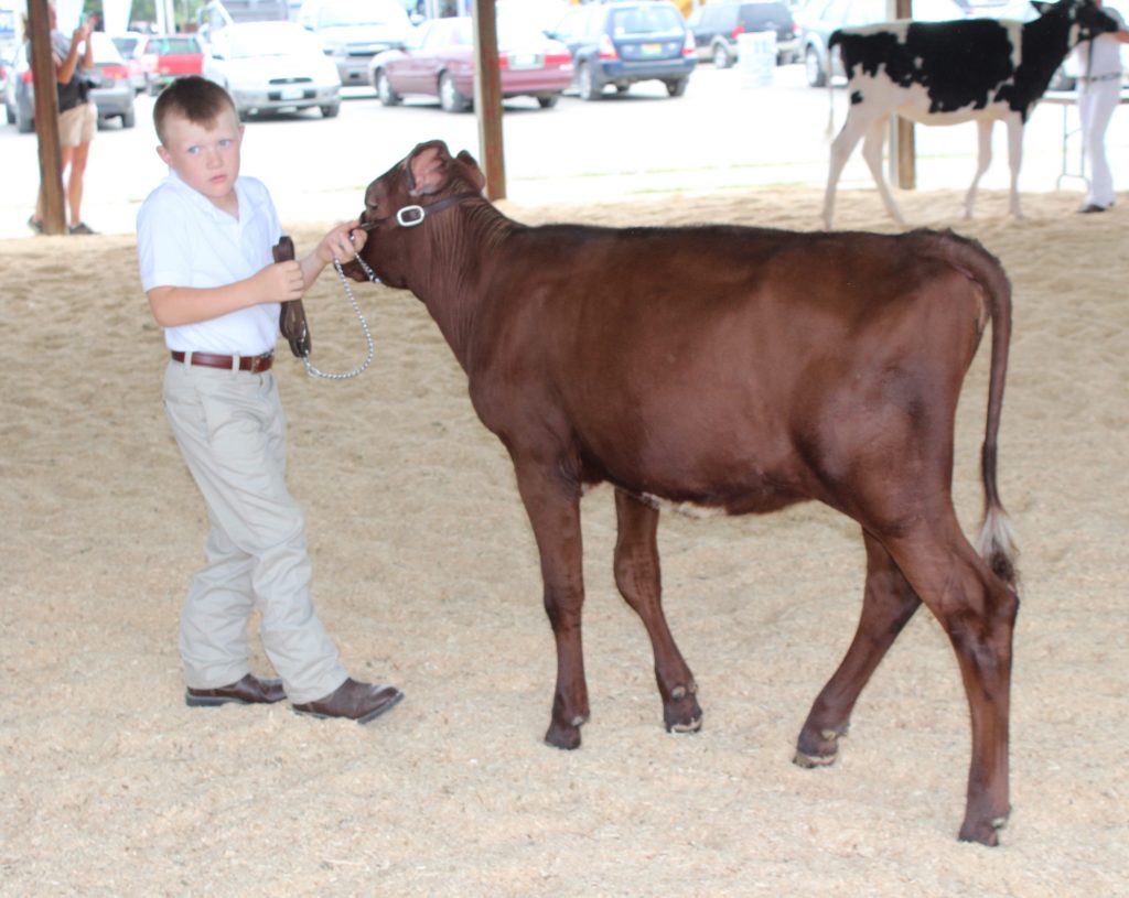 MILKING SHORTHORN - a popular breed among the pioneers for its versatility as a milk, draft and beef animal. She is an easy keeper - healthy, hardy, calves easily and the calves are spunky and grow quickly, and she does a fantastic job of turning grass and other homegrown forages into milk. Milking Shorthorns can be red (and are also referred to as Red Durham), red and white or roan colored.