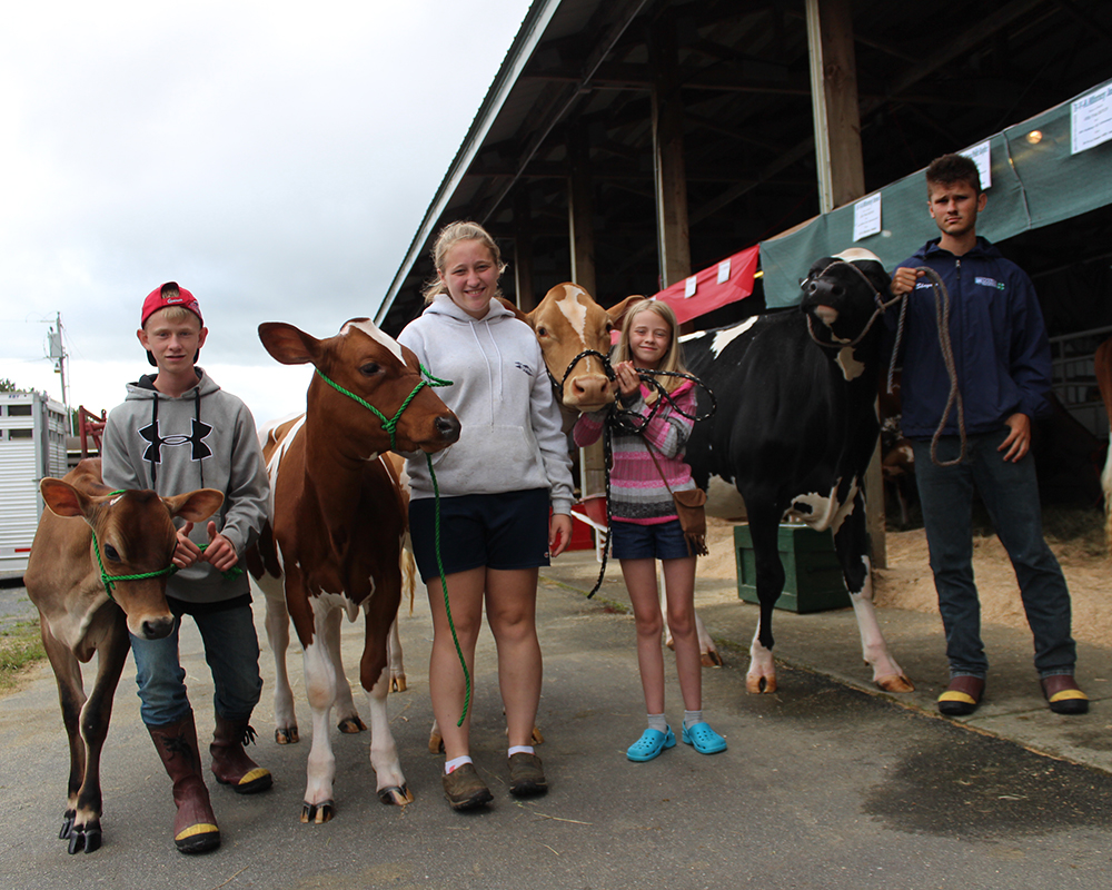The Schofields - Ruben, 13, with a Jersey, Mackensie, 15, with an Ayrshire, Lydia, 11, with a Guernsey, and Shaynen, 17, with a Holstein. Missing - Nicole, 19.