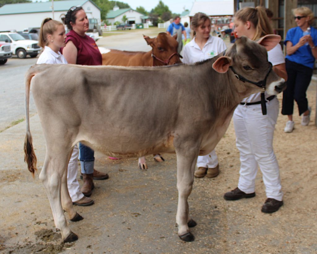 BROWN SWISS