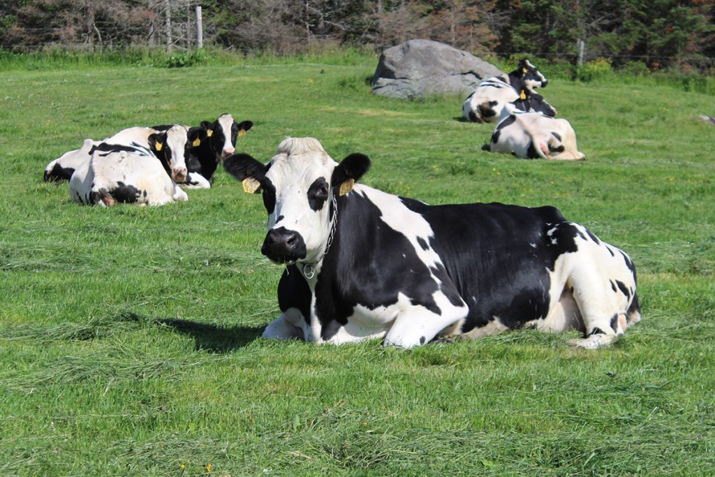 Normande cattle have distinct circles around their eyes and will usually pass that on, even if the offspring is a cross. Triple D Acres, an organic dairy farm in New Sharon, started crossing the Normandes with their Holsteins as an experiment. Because the cost of grain was increasing, they were hoping to breed a cow that would make more milk on grass and hay and require less grain. In the next year or so, they will be able to determine if this experiment was a success.