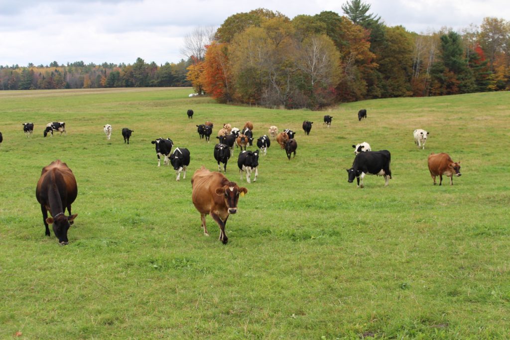 Cows out to pasture at Krebs Organic Dairy Farm in Starks.