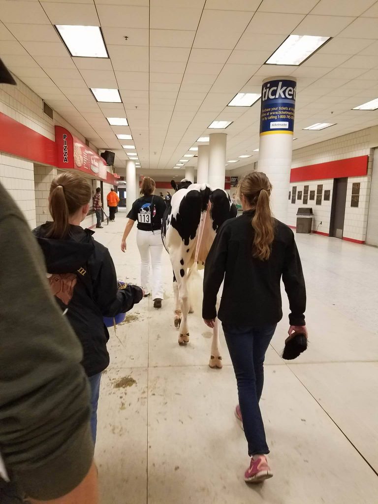 Walking to the showring.