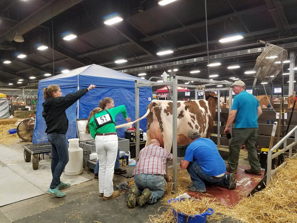 All hands on deck! Everyone chips in to help before Megan heads into the show ring.