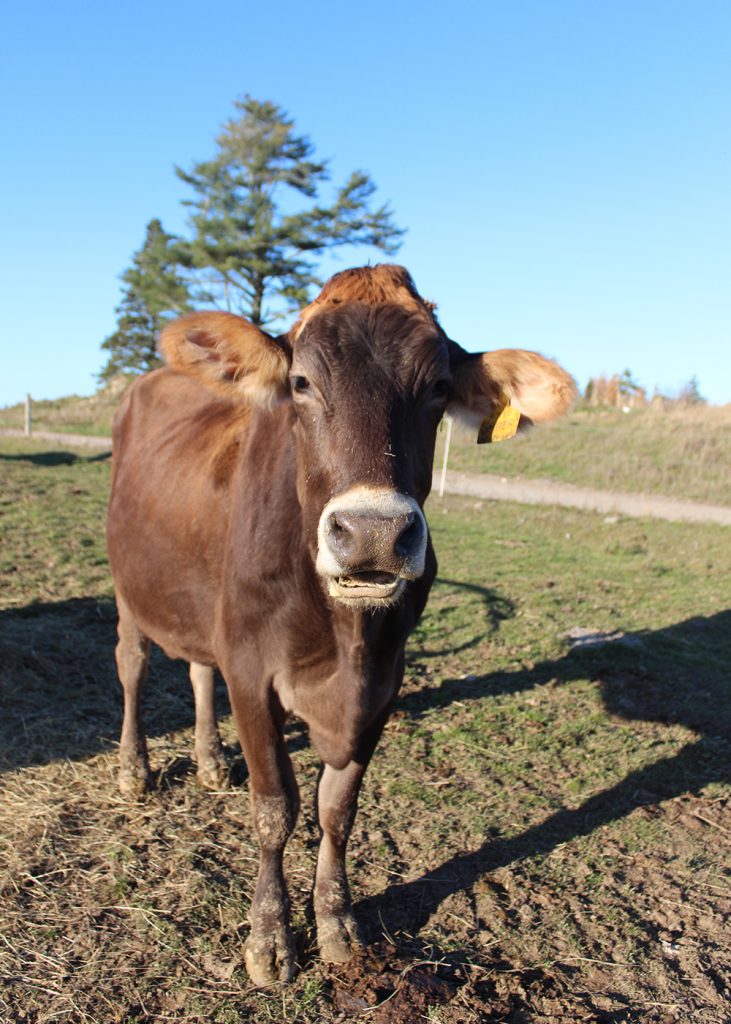 While the herd is made up of a mix of breeds these days, Jane's favorites are the Brown Swiss, which is what used to be milked here.