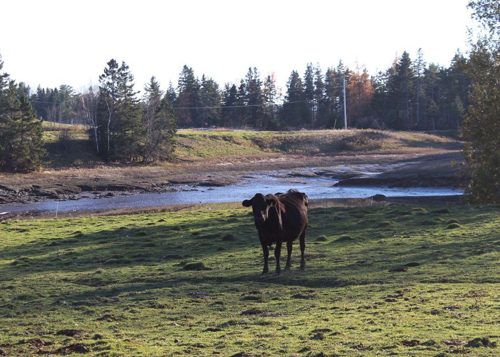 I don't know if these cows appreciate just how gorgeous their views are.