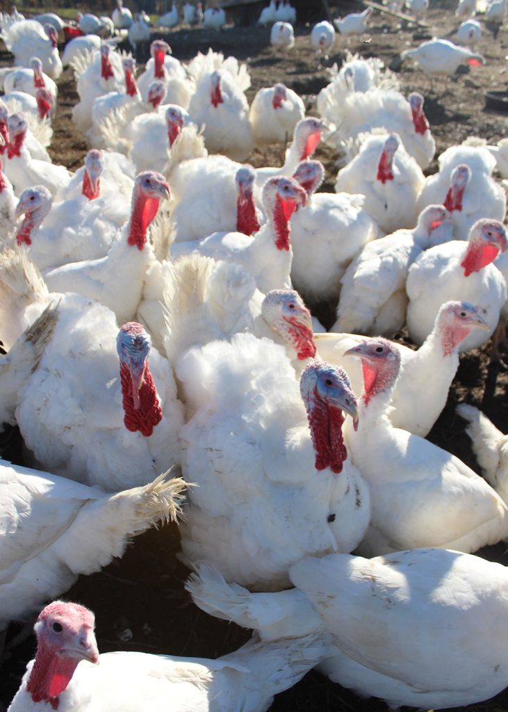 Could one of these guys be headed to your Thanksgiving table soon?