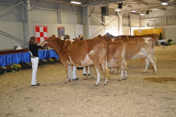Ashley showing and winning with her family's Guernsey cows at Eastern States in 2013.