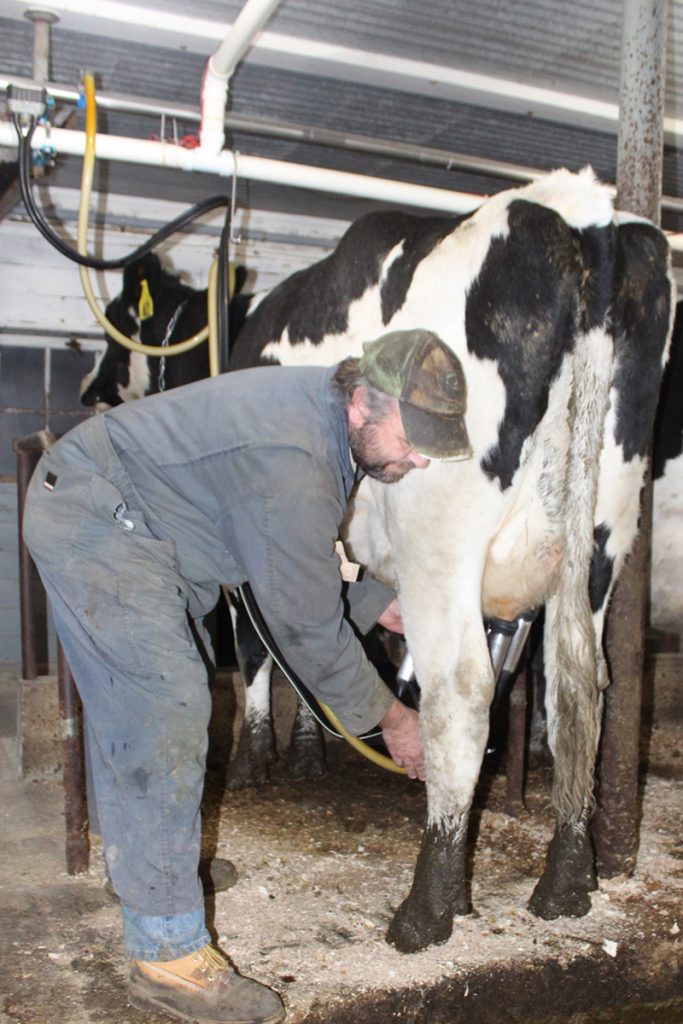 Milking at Huff Family Farm.