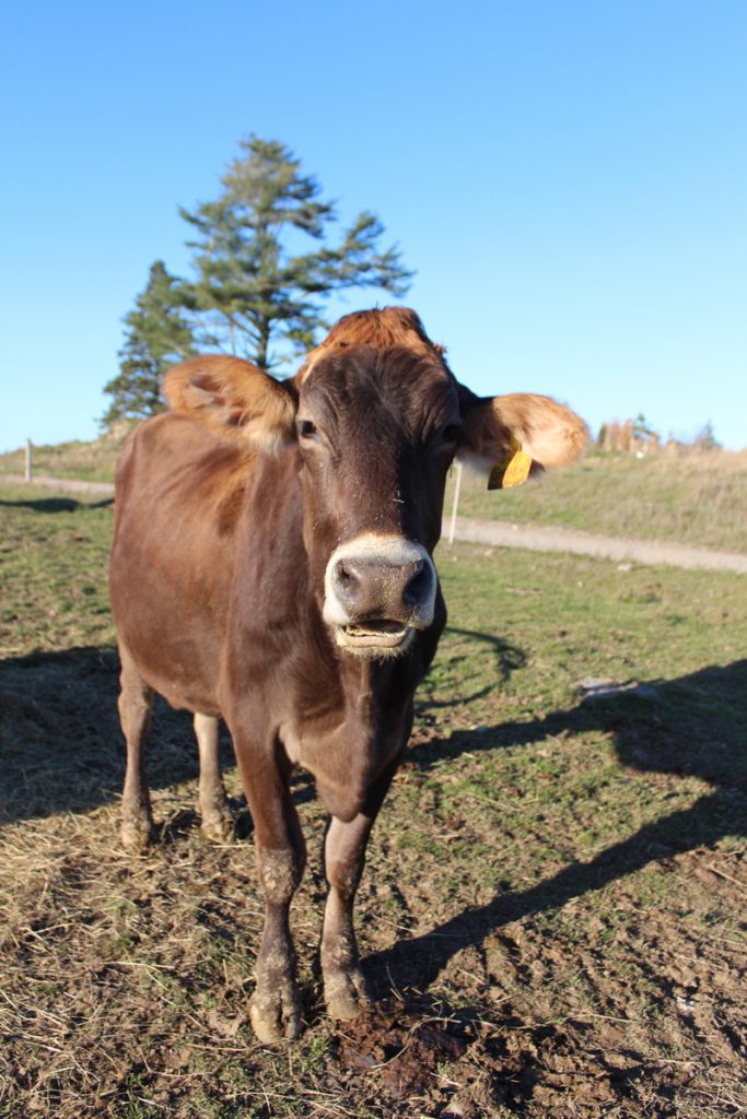 A Brown Swiss at Tide Mill.