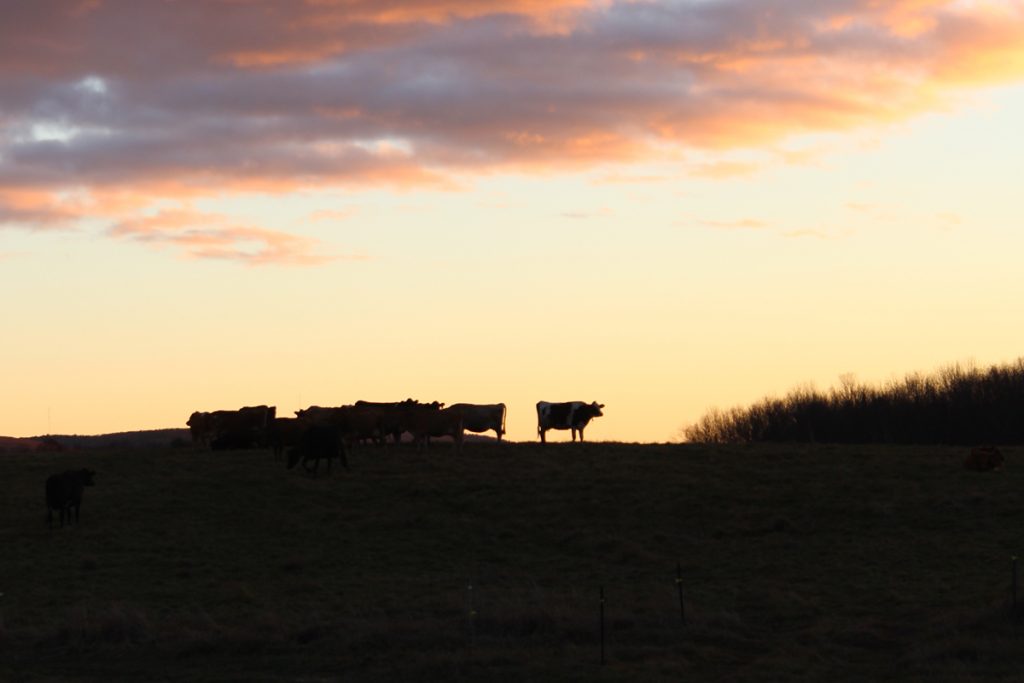 Cows on pasture at the Milkhouse before evening milking.