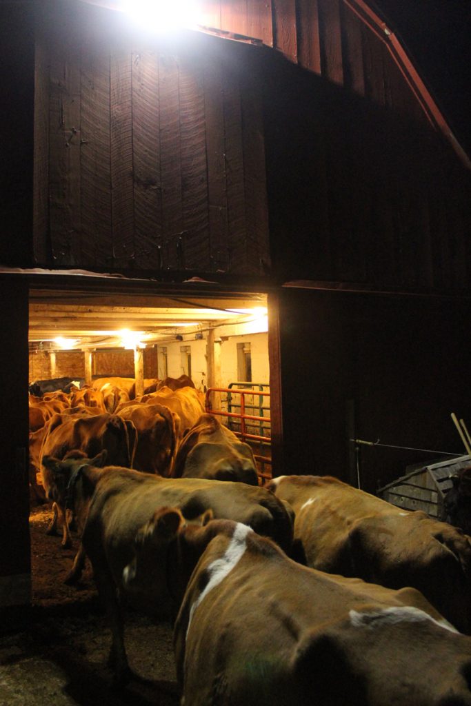 Cows come in for evening milking at The Milkhouse.