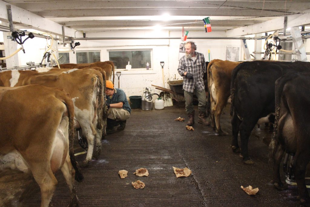 Andy and Gregg in the milking parlor.