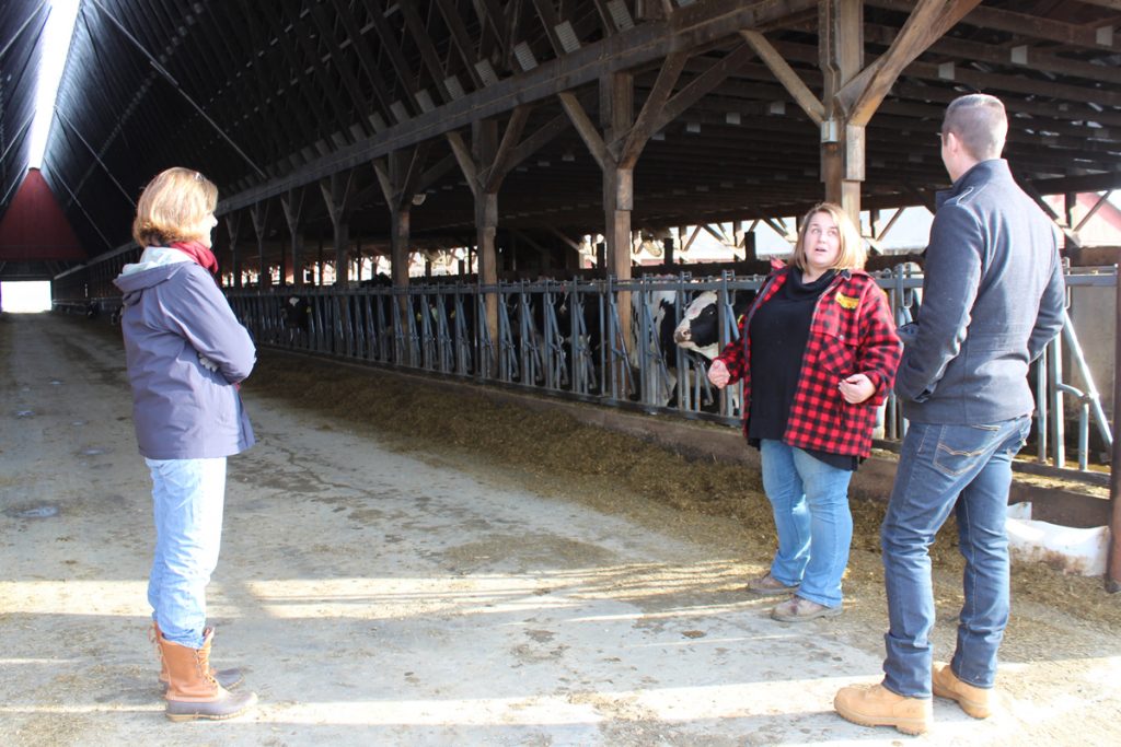 The heifer barn at Flood Farm in Clinton, the states largest dairy farm, and learning what the animals do for the first two years of their lives before they have their first calf and become a milk cow.