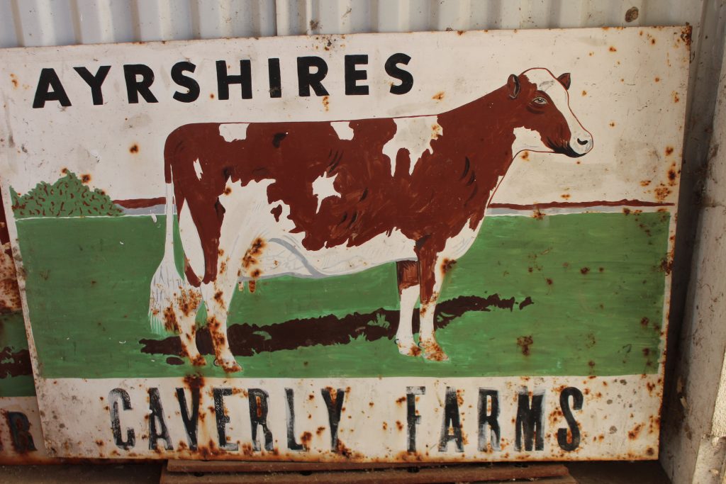 An old Ayrshire sign at Caverly Farms. Now the farm signs feature a Holstein at one entrance and the beloved Ayrshire at the other.