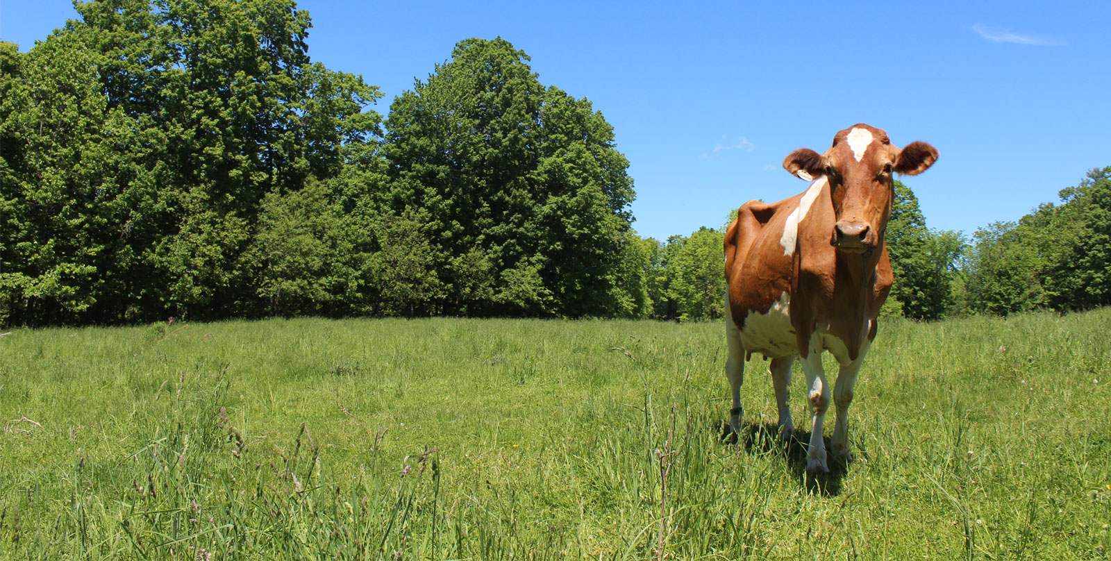 Cow Comfort in Cold Weather - Maine Dairy Promotion Board