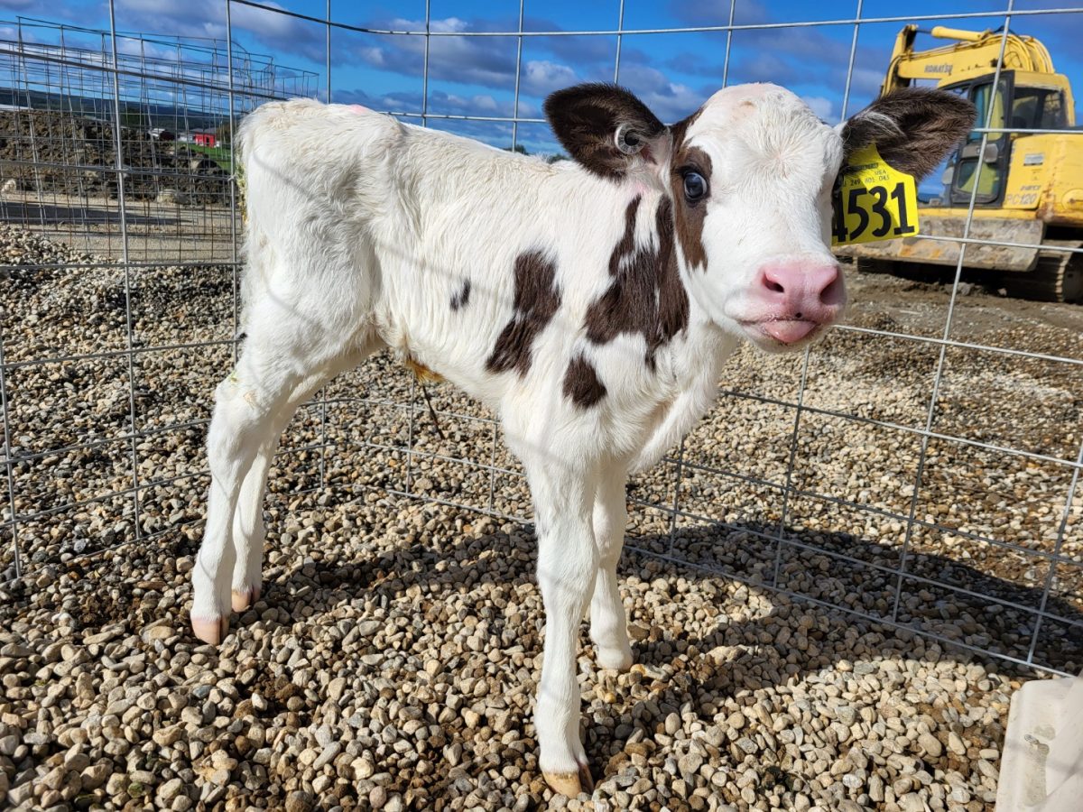 Cow Comfort in Cold Weather - Maine Dairy Promotion Board